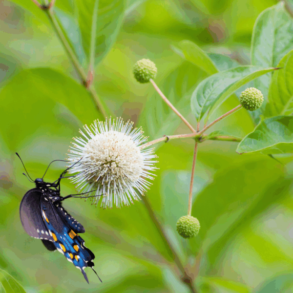 Buttonbush - Image 2