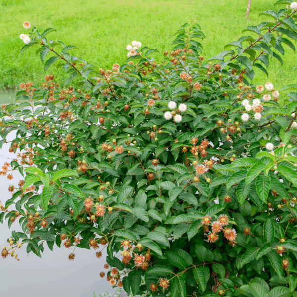 Buttonbush