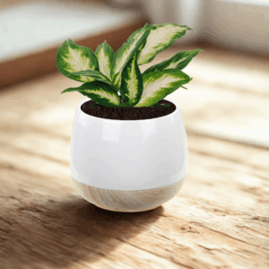 Cache Pot with Wood Grain Base