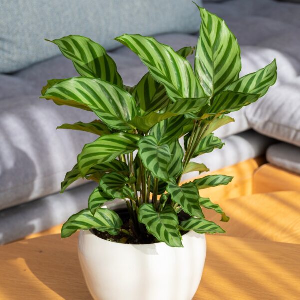 Calathea Freddie in a pot