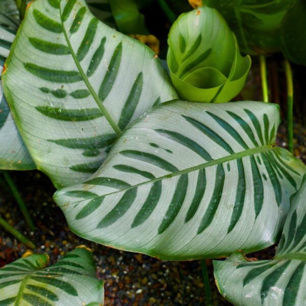 Calathea Freddie - Image 2