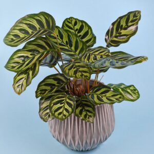 Calathea Makoyana Peacock