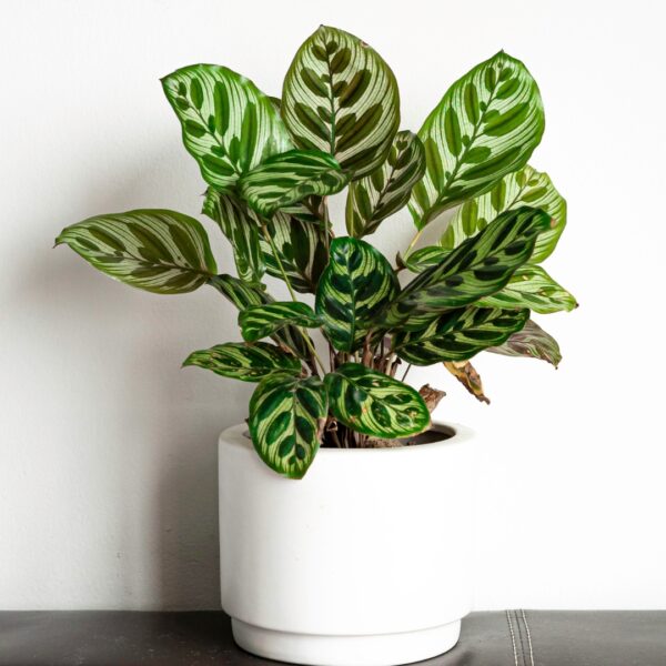 Calathea Makoyana Peacock in a white pot