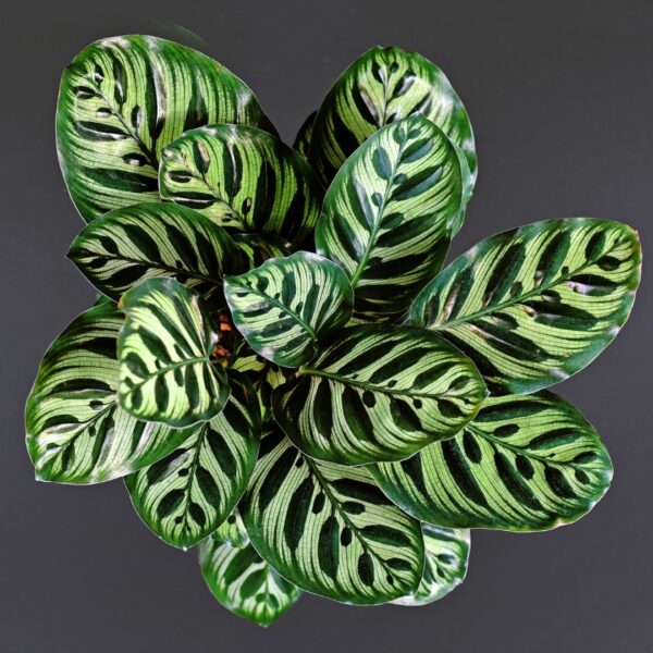 Calathea Makoyana Peacock top view