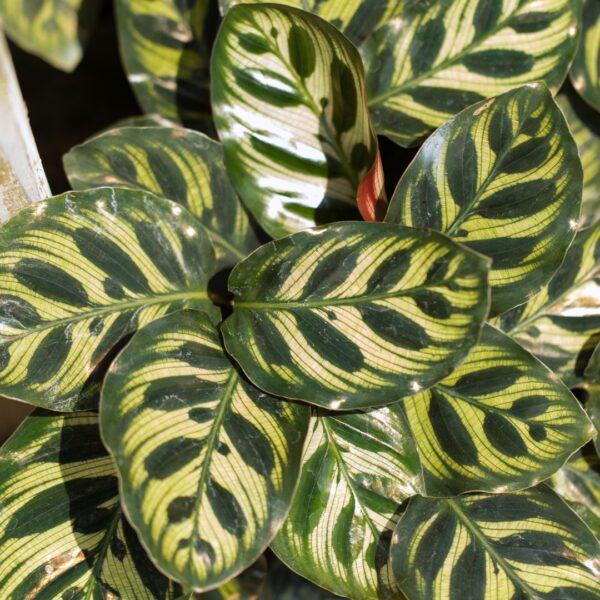 Calathea Makoyana Peacock close up