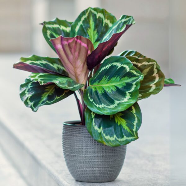 Calathea Medallion in a grey pot