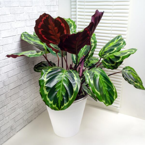 Calathea Medallion in a white pot