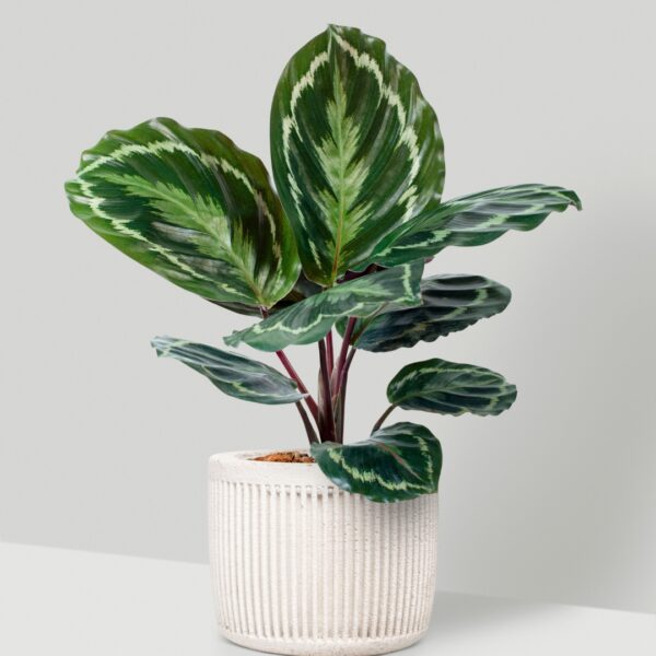 young Calathea Medallion
