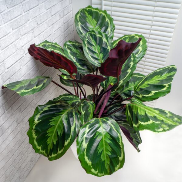 Calathea Medallion top view