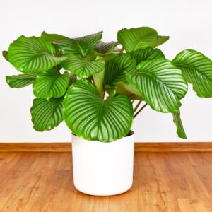 Calathea Orbifolia