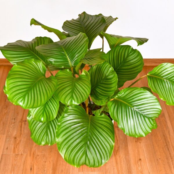 Calathea Orbifolia top view