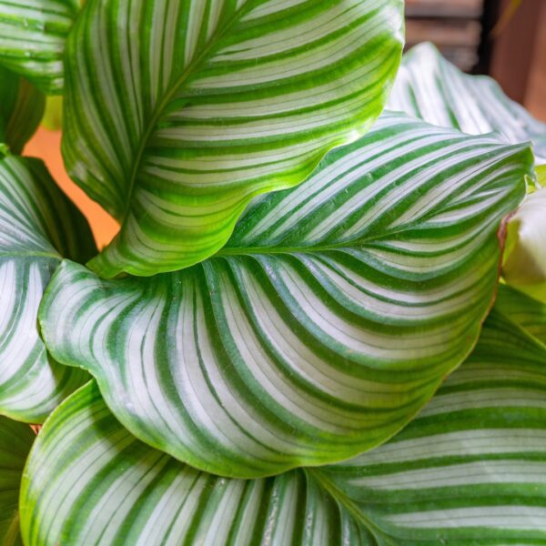Calathea Orbifolia leaf
