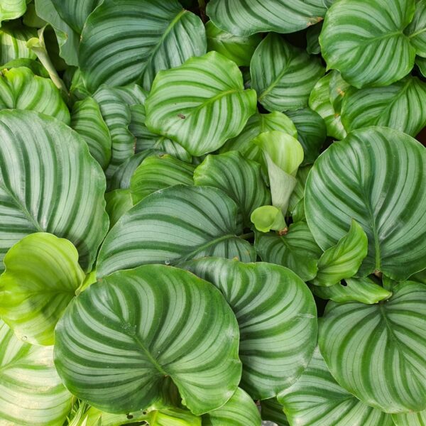 Calathea Orbifolia group
