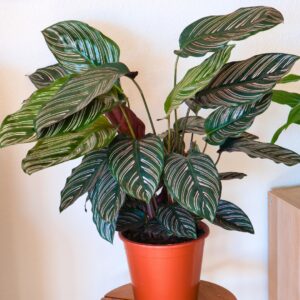 Calathea Ornata