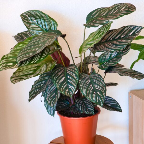 Calathea Ornata in an orange pot