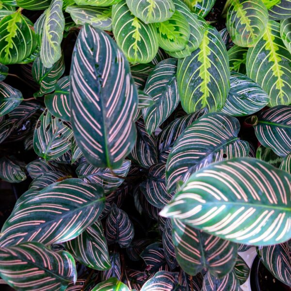 Calathea Ornata leaves