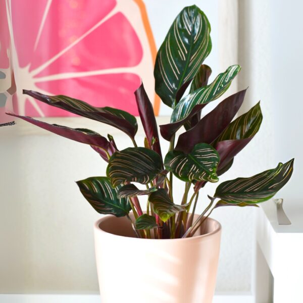 Calathea Ornata in a white pot