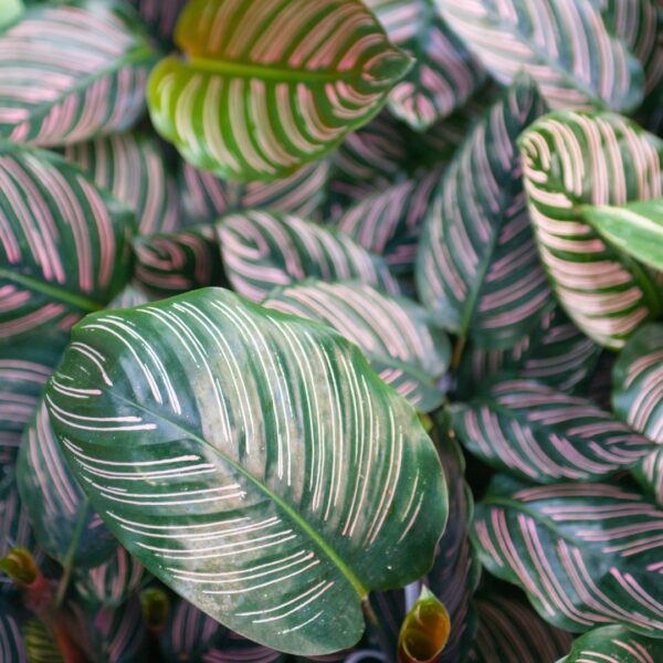 Calathea Ornata group