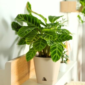 Calathea Zebrina