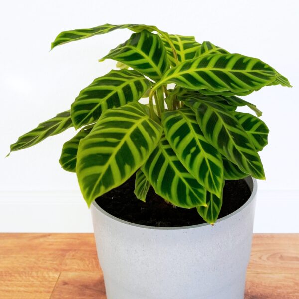 Calathea Zebrina in a white pot