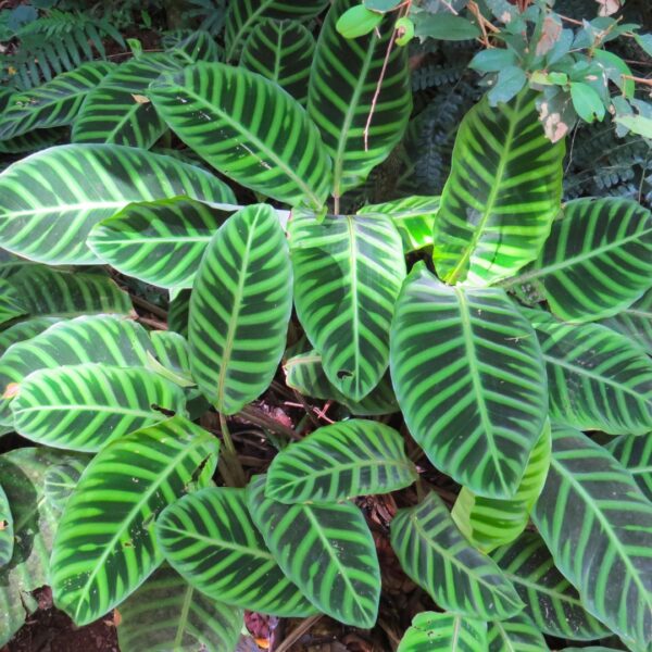 Calathea Zebrina leaves