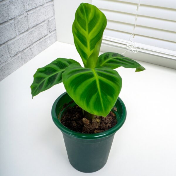 small Calathea Zebrina