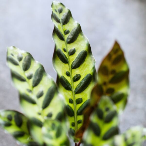 Calathea lancifolia up close
