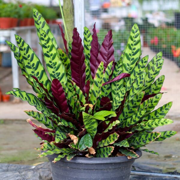 Calathea lancifolia mature