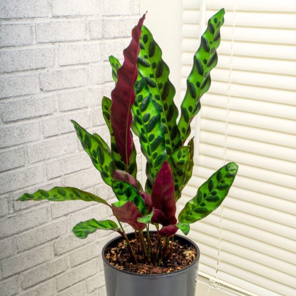 young Calathea lancifolia