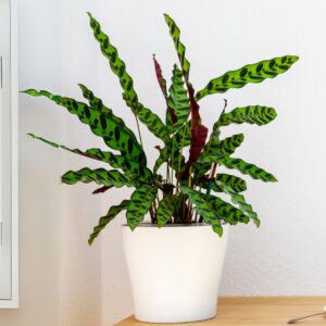 Calathea Lancifolia