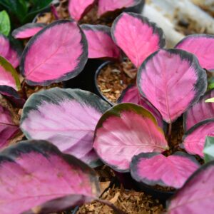 Calathea Roseopicta