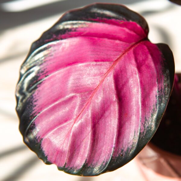 Calathea roseopicta leaf