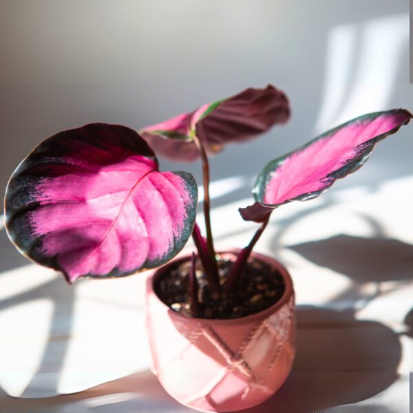 Calathea roseopicta in a pot