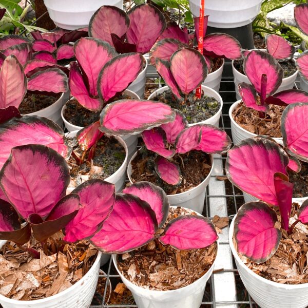 Calathea roseopicta potted