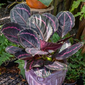 Calathea Roseopicta Dottie