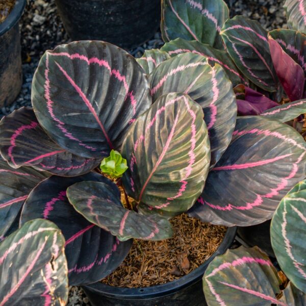 Calathea roseopicta Dottie in a nursery pot