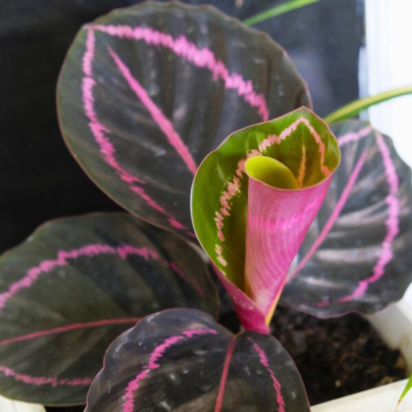 Calathea roseopicta Dottie leaves