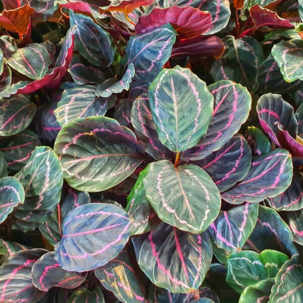 group of Calathea roseopicta Dottie