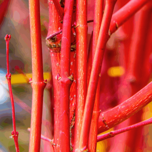 Coral Bark Japanese Maple - Image 3