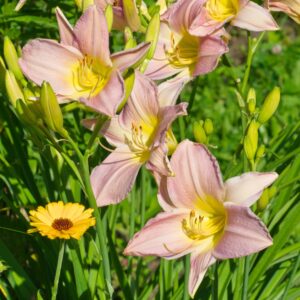Catherine Woodbury Daylily