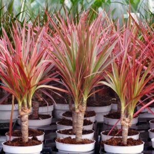 Dracaena Marginata Colorama