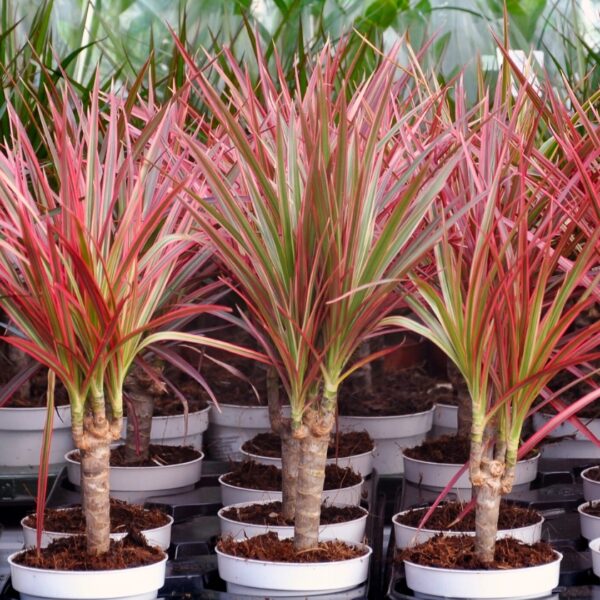 Dracaena Colorama in a pot