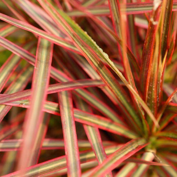 Dracaena Colorama foliage