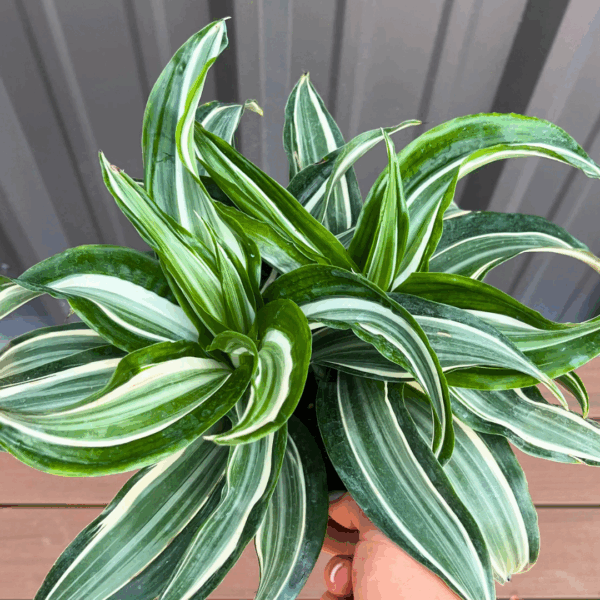 Dracaena Jade Jewel - Image 2
