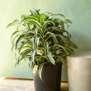 Dracaena Jade Jewel