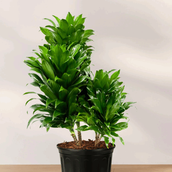 Dracaena Janet Craig - Image 2