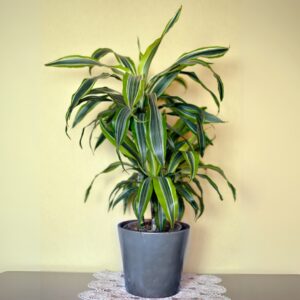 Dracaena Lemon Lime