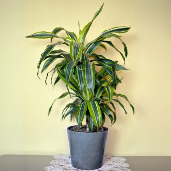 Dracaena Lemon Lime mature size