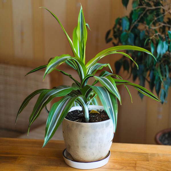 Dracaena 'Lemon Lime' small
