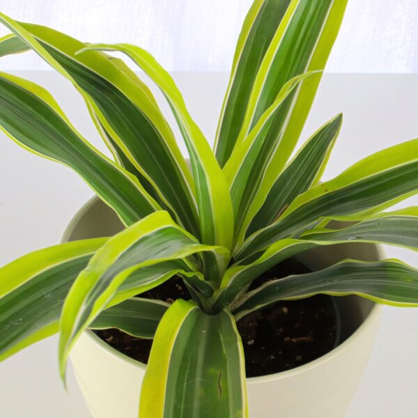 Dracaena 'Lemon Lime' up close